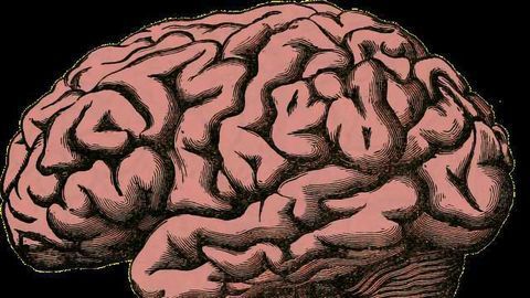 Researchers Identify Endocannabinoid Signaling as a Pharmaceutical Target for Obesity