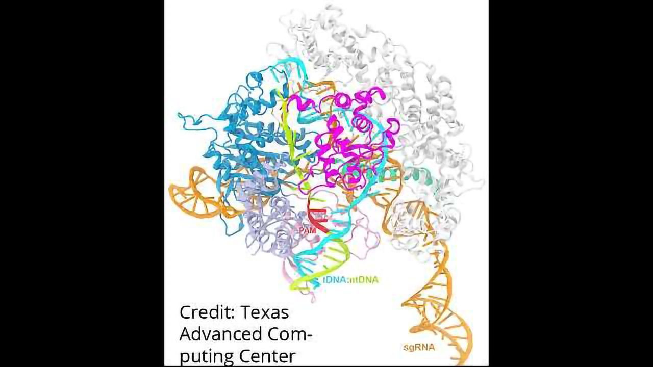 CRISPR Caught in the Act