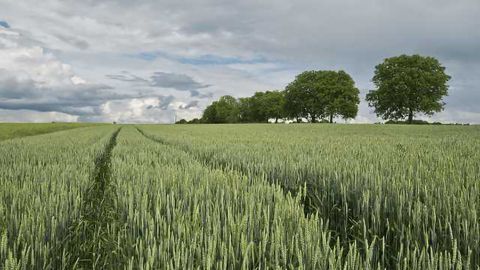 Uncovering Wheat’s Hidden Treasures