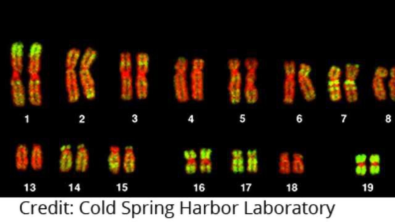 Reassessing the Link Between Incorrect Chromosome Number, Cancer