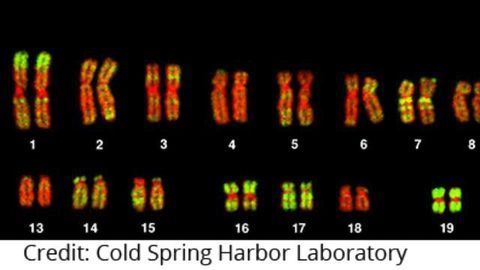 Reassessing the Link Between Incorrect Chromosome Number, Cancer