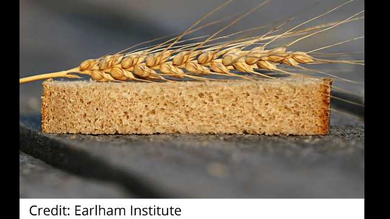 Can We Produce a Better Wheat Crop to Feed the World?