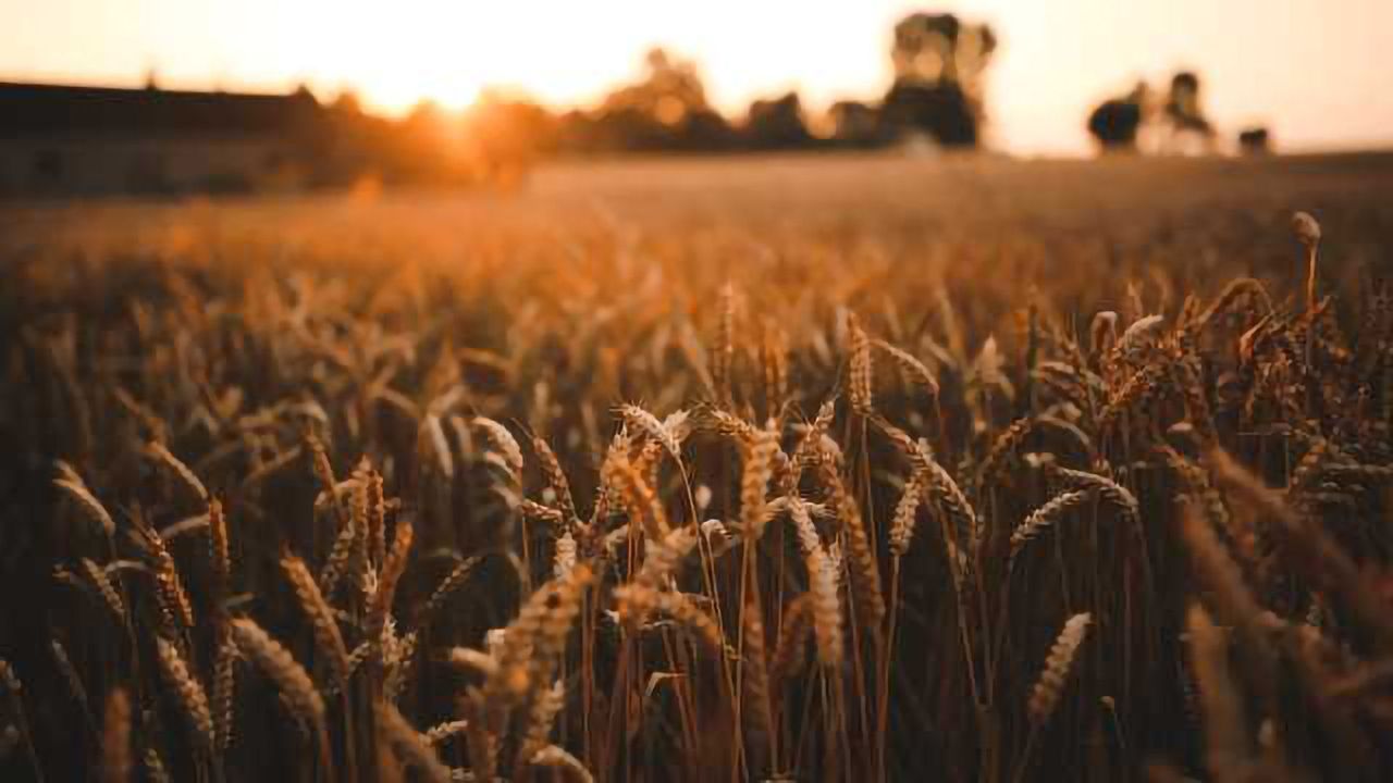 A Treasure Trove of Genetic Variation