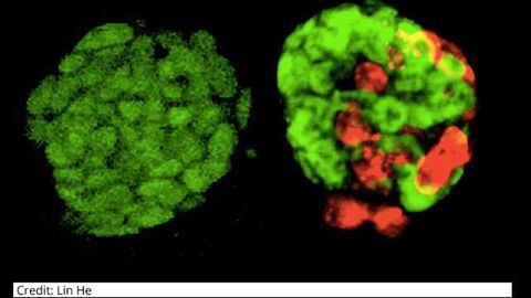 Mouse ES Cells Reprogrammed to be Totipotent-like