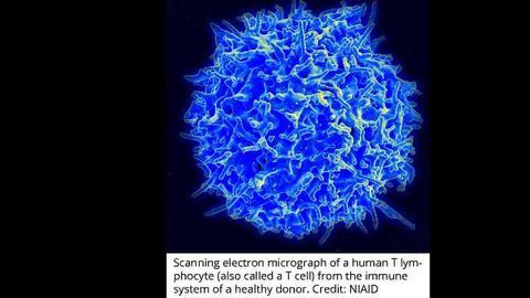 New Hope for Treatment of Rare Blood Disorders