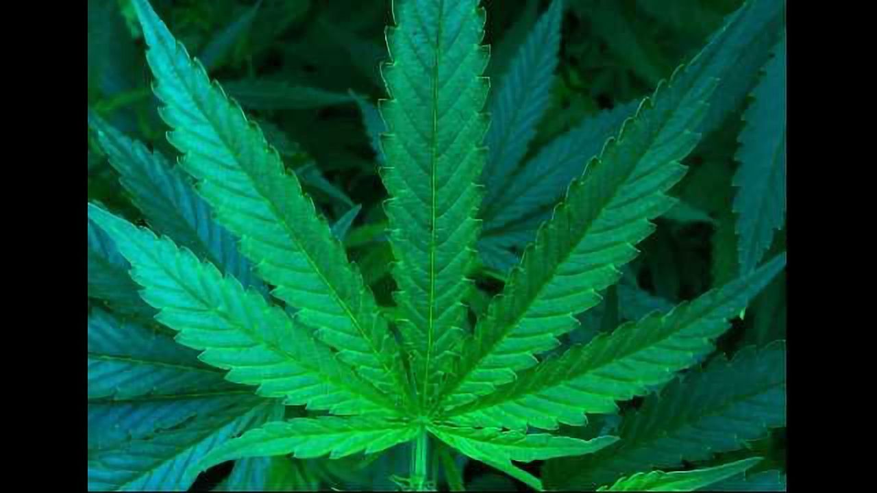 Cannabidiolic Acid Added to Restek's Reference List