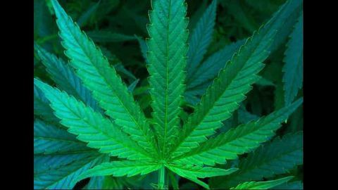 Cannabidiolic Acid Added to Restek's Reference List