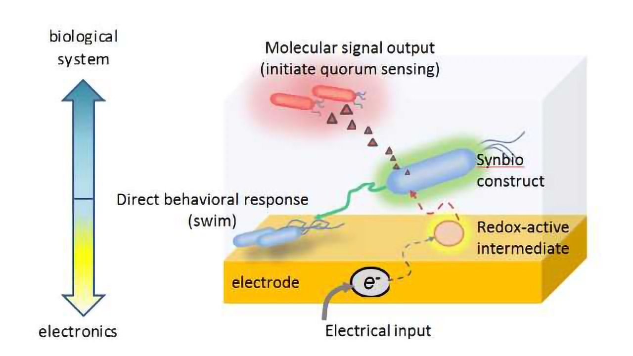 New Tool for Activating Gene Expression