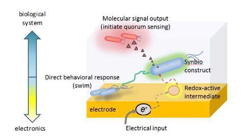 New Tool for Activating Gene Expression