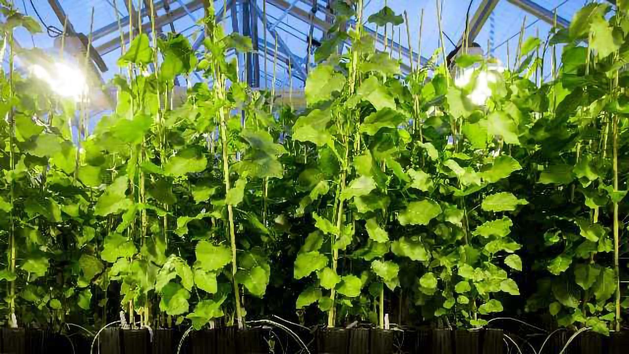 Largest Ever SNP Dataset for the Populus Tree
