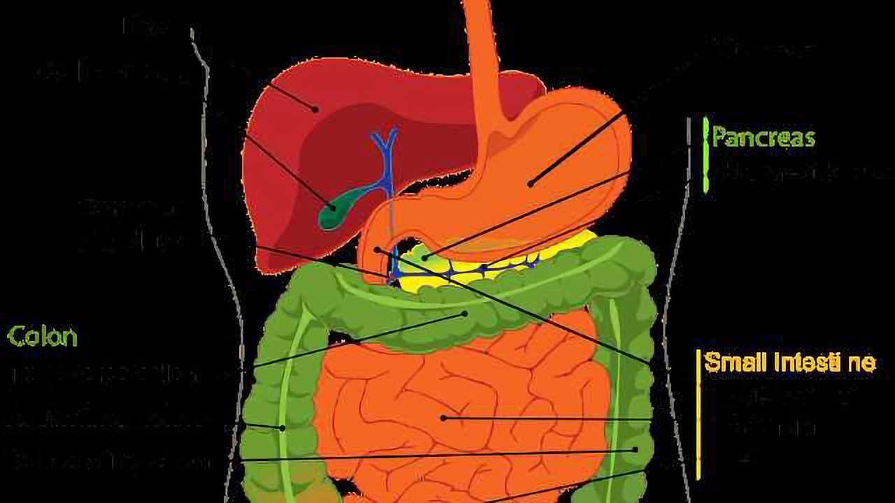 Novel Mechanism That Protects Pancreas from Digestive Enzymes Identified