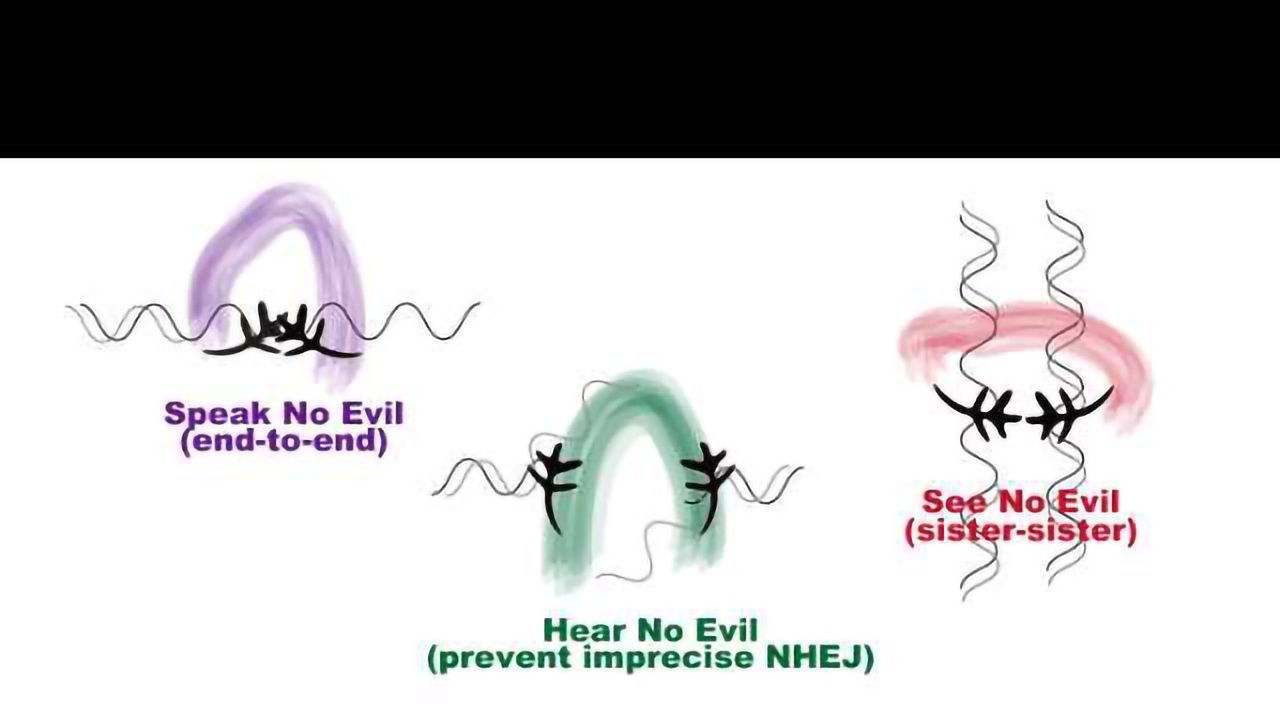 Protein Complex Prevents Genome Instability