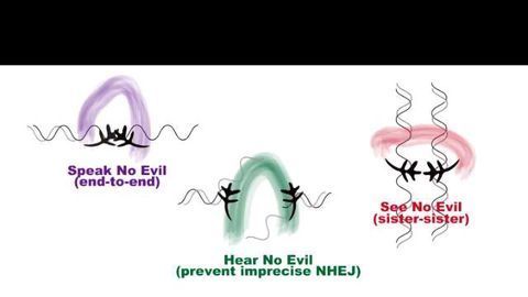 Protein Complex Prevents Genome Instability