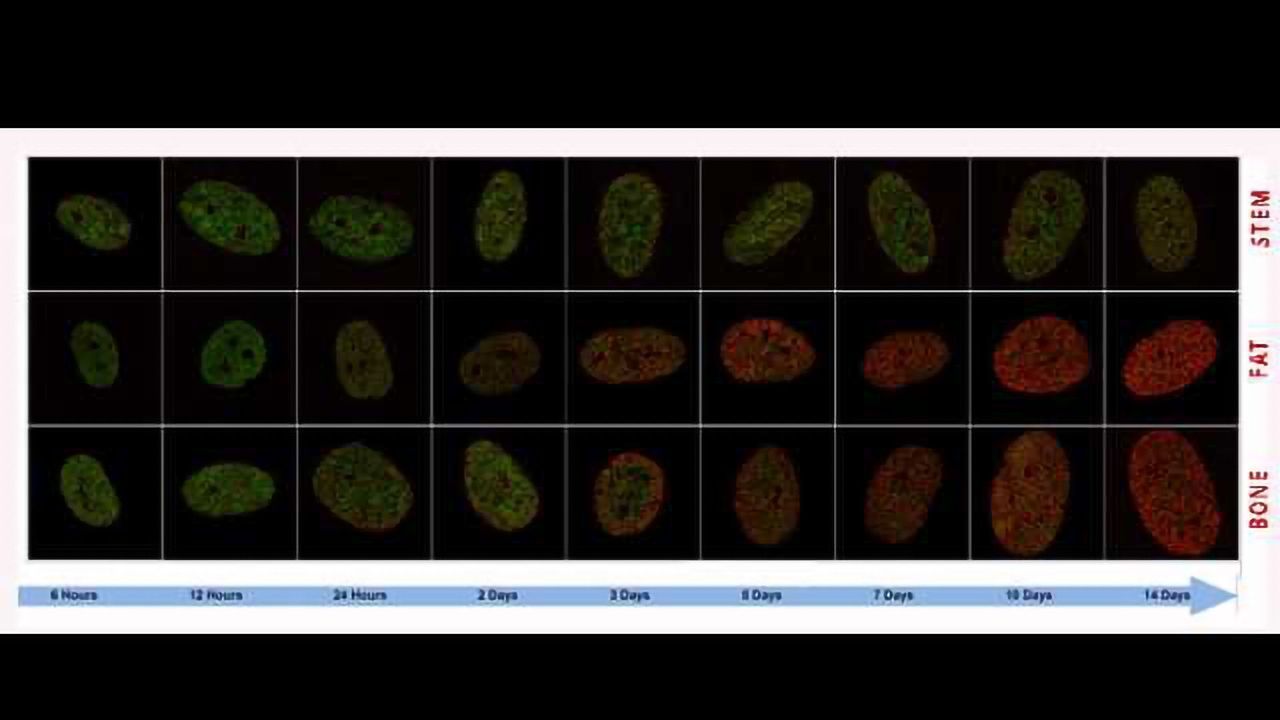 New Way to Identify the State and Fate of Individual Stem Cells Discovered