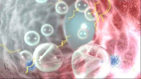 RNA Hitches A Ride On Ultrasound Waves