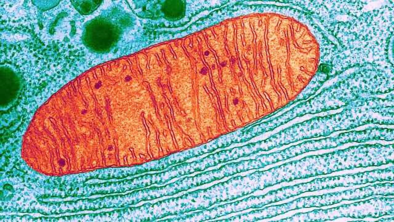 Roots of Related Genetic Diseases Found in Cell Powerhouses