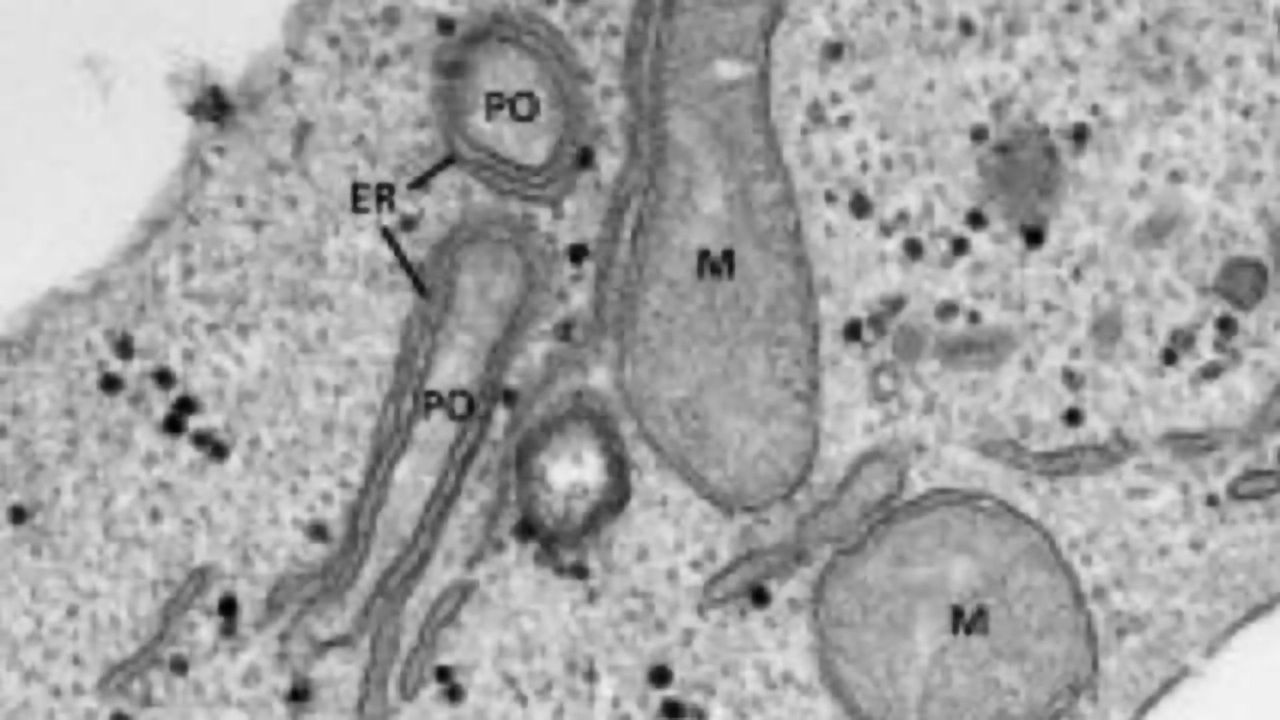 How Organelles Hug in Cells