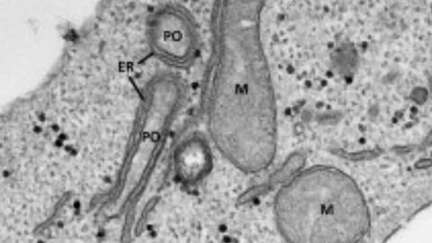 How Organelles Hug in Cells