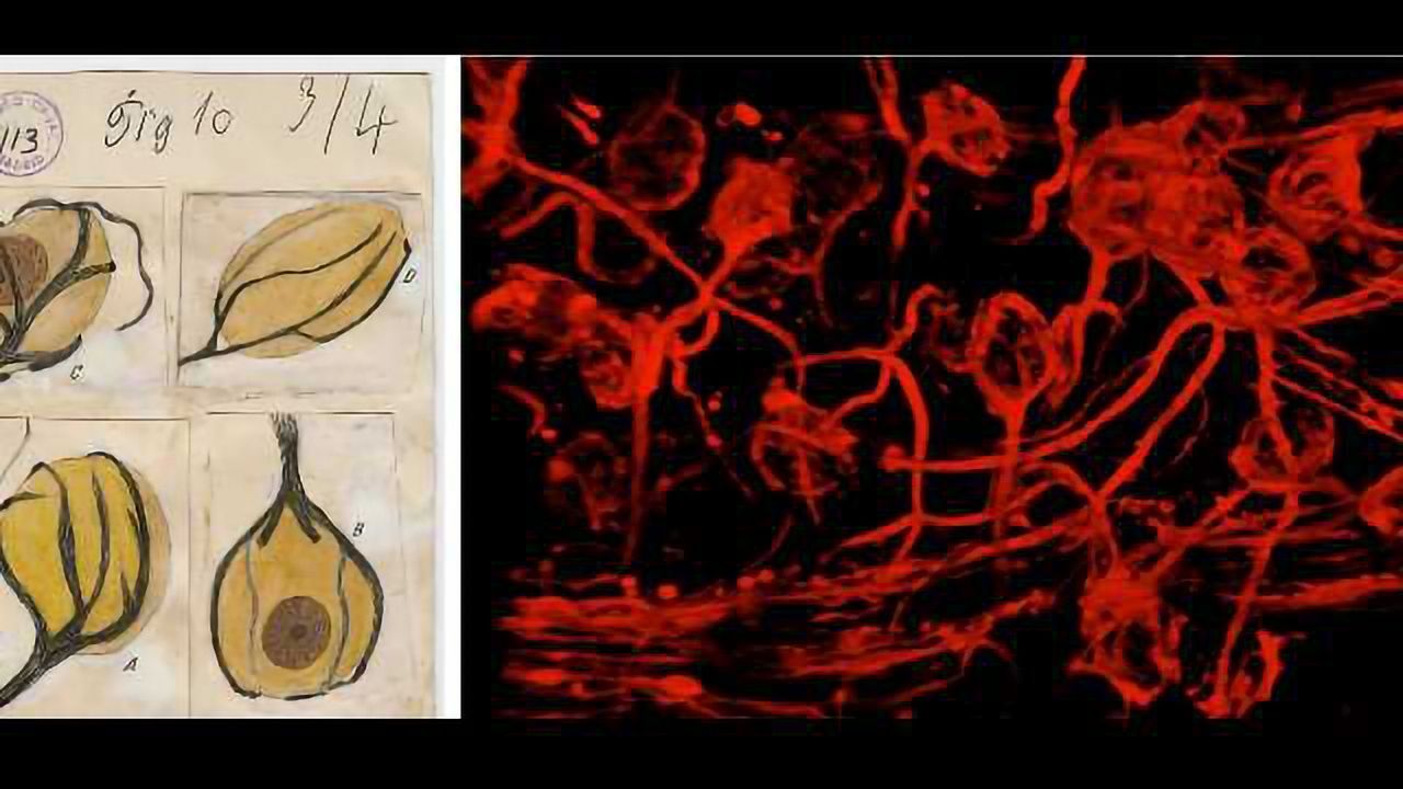 From Cajal To Now