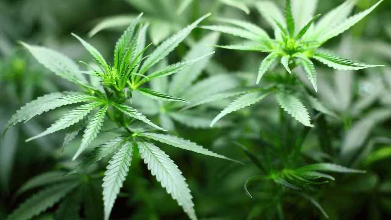Medicinal Genomics, Courtagen Announce NIDA Grant for Testing Medical Cannabis