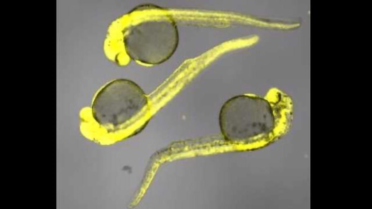 Accurately Controlling Gene Expression With Light