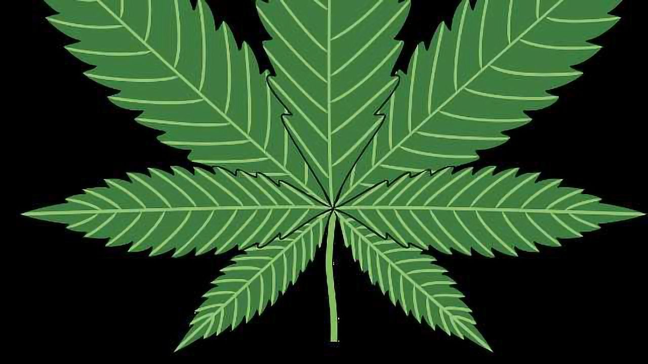 Bedrocan Becomes World’s First GMP Producer of Medicinal Cannabis