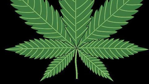 Bedrocan Becomes World’s First GMP Producer of Medicinal Cannabis