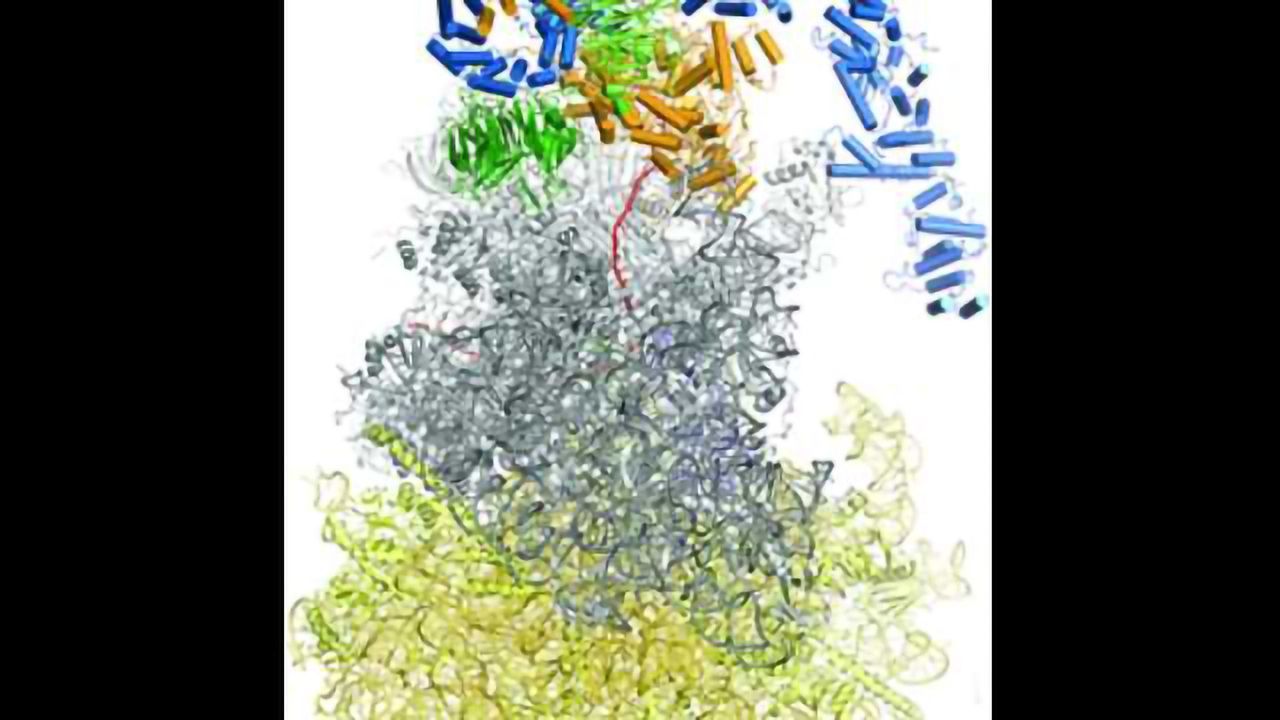 Molecular Link Between Ribosomes and the Exosomes That Degrade MRNA Found
