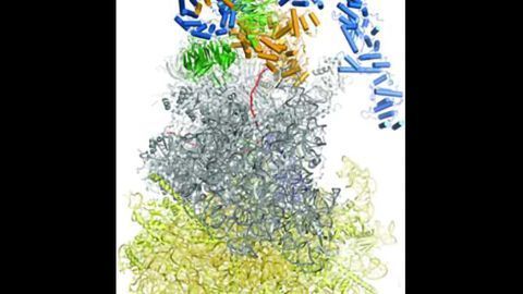 Molecular Link Between Ribosomes and the Exosomes That Degrade MRNA Found