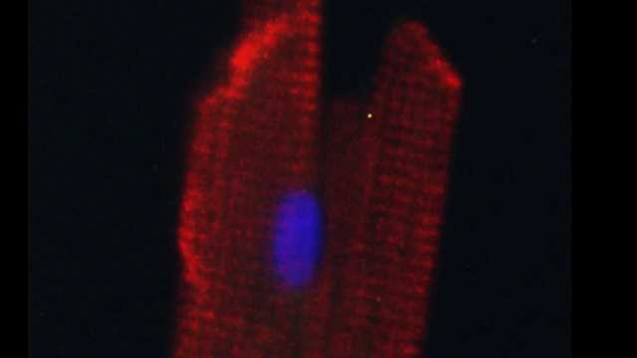 Mature Heart Cells Created