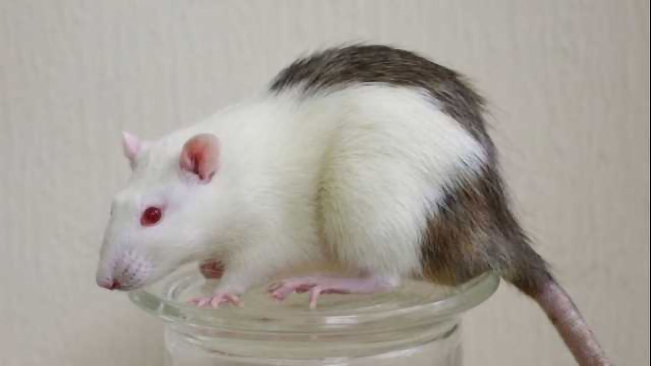 Interspecies Transplantation to Reverse Diabetes