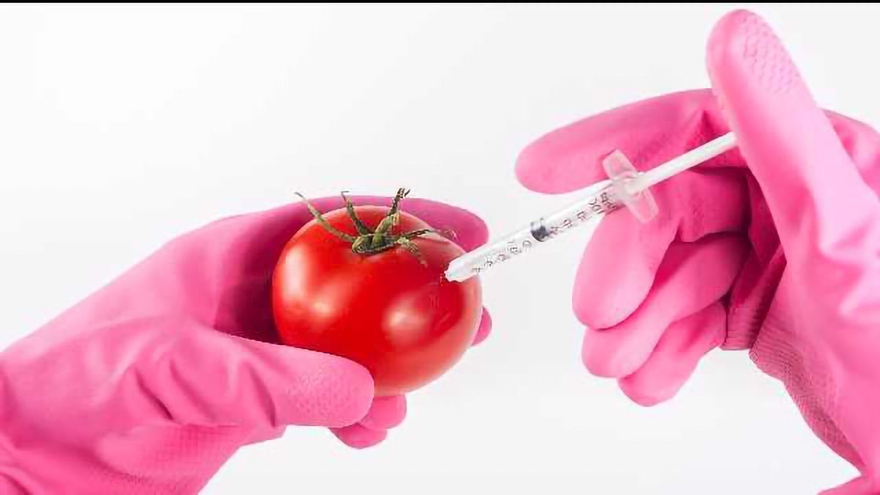 Tomato Flavour Can be Restored Genetically