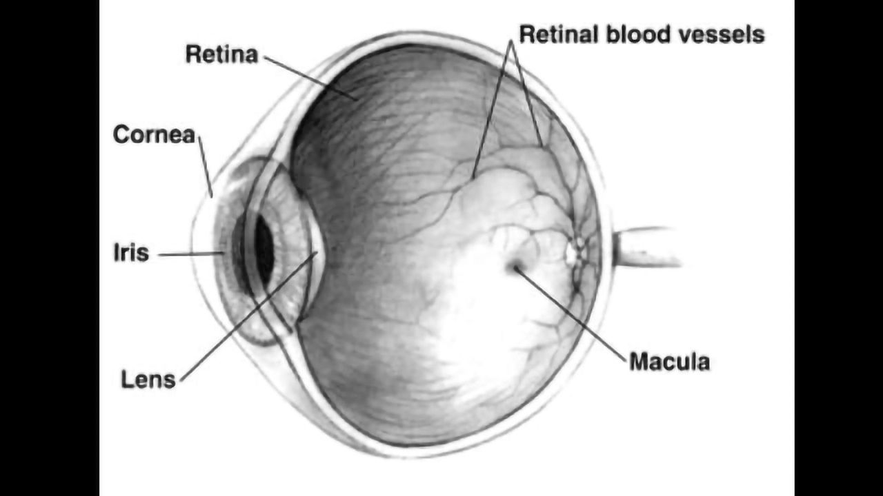 New Peptide Holds Promise for Treatment for Degenerative Retinal Diseases
