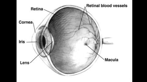 New Peptide Holds Promise for Treatment for Degenerative Retinal Diseases
