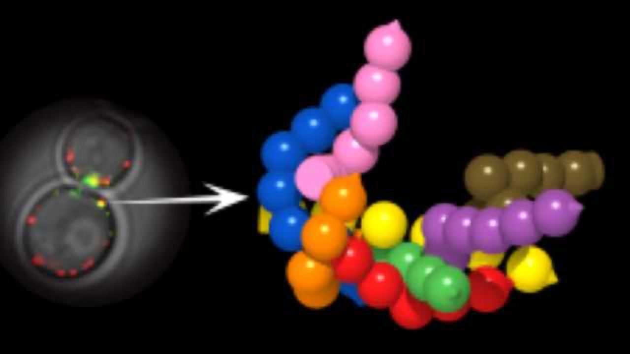 New 3D Observation of Nanomachines Working Inside Cells