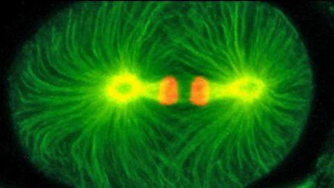 Mutant Protein Found 17 Years Ago Considered the Earliest Actor in Cell Division