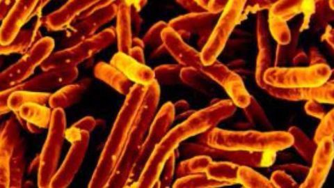 Mutation Avoidance Gene Identified in TB