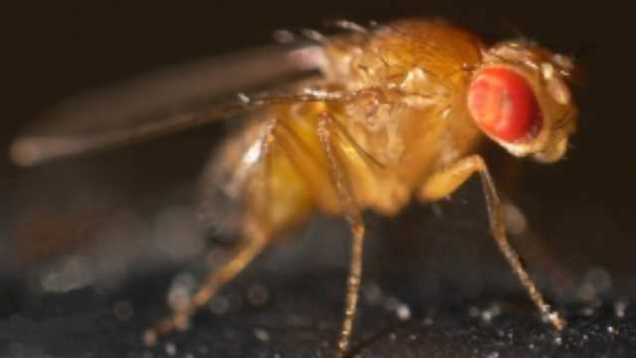 Early Stage Fruit Fly Growth Mimics Cancer Cells