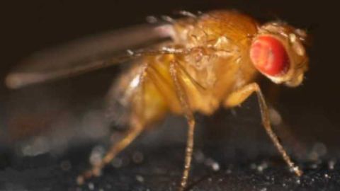 Early Stage Fruit Fly Growth Mimics Cancer Cells