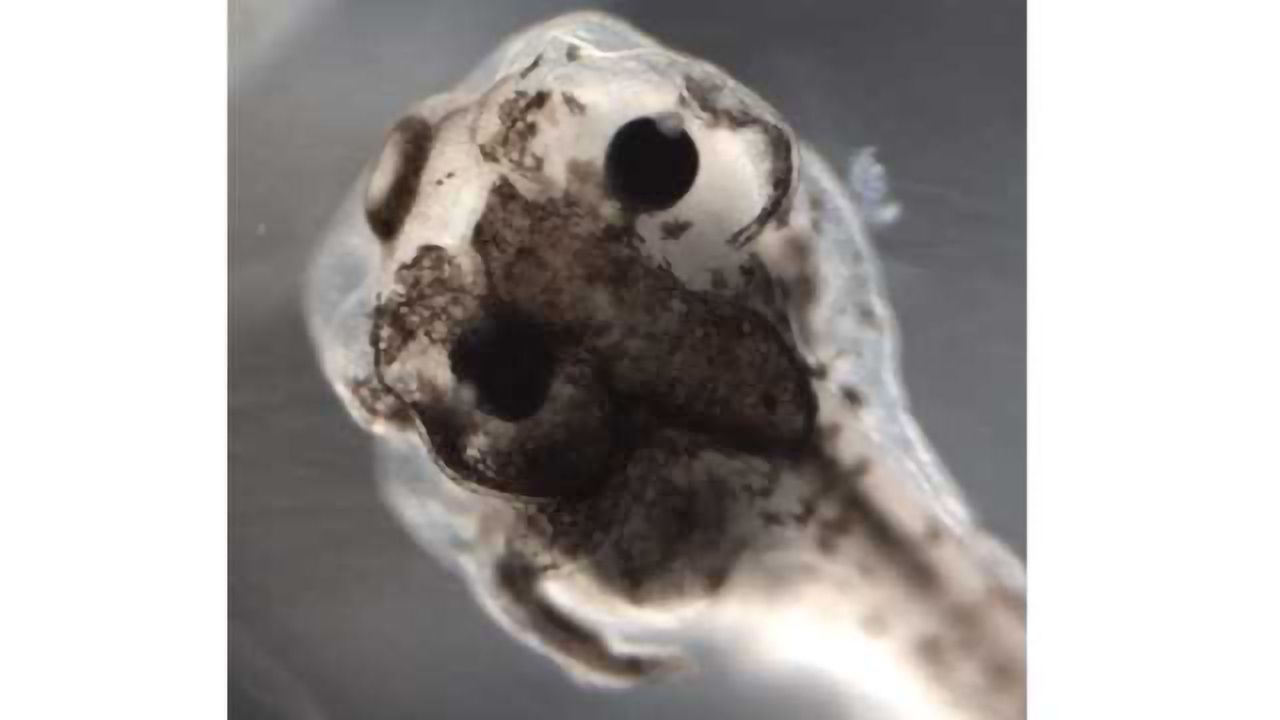 AI Uncovers New Insight Into Biophysics of Cancer