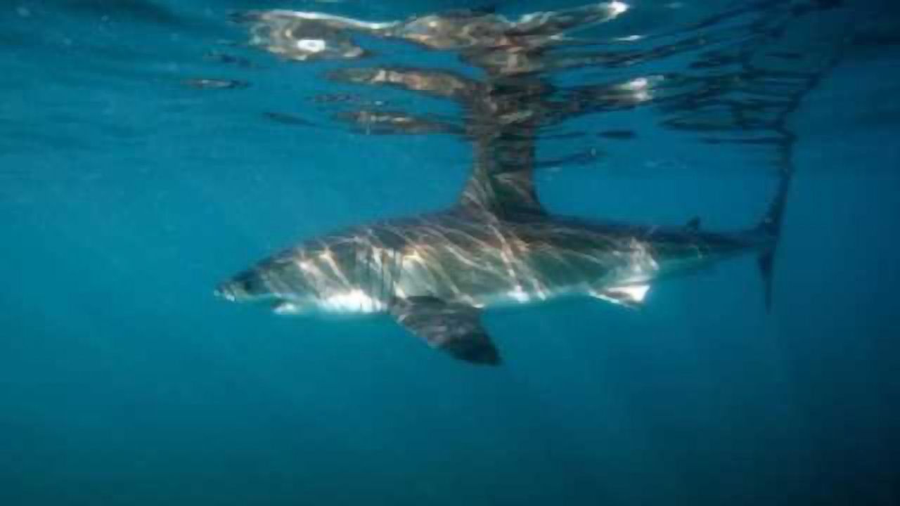 Unique Modifications in Shark Immunity Genes Uncovered