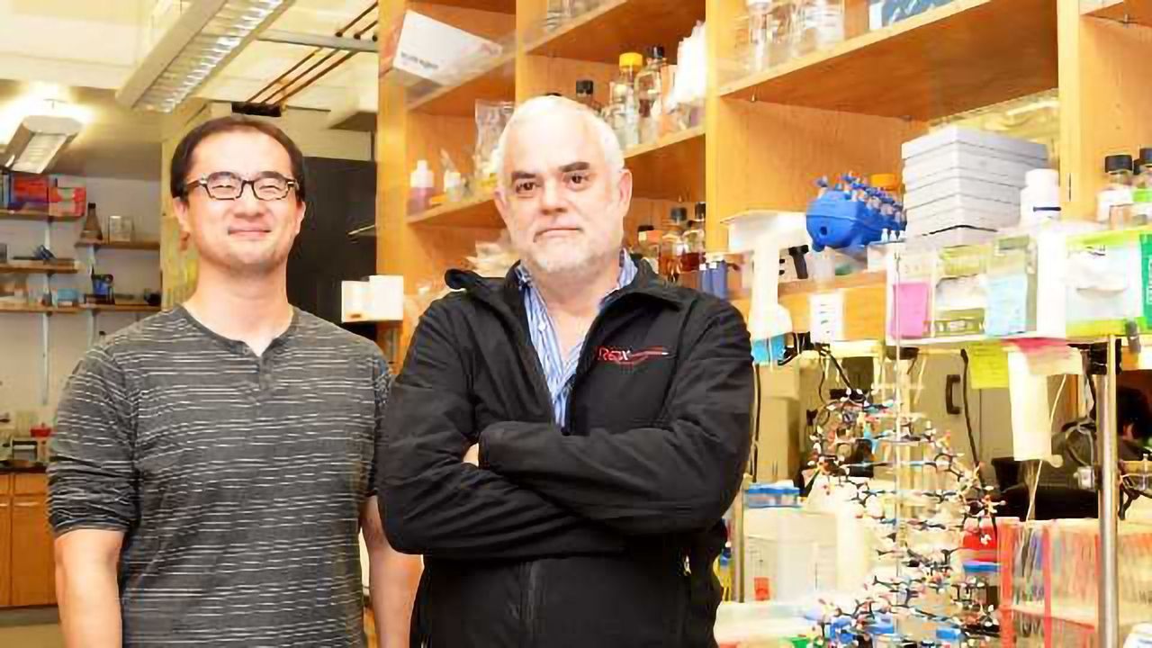 World's First Stable Semisynthetic Organism