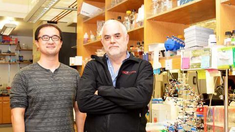 World's First Stable Semisynthetic Organism
