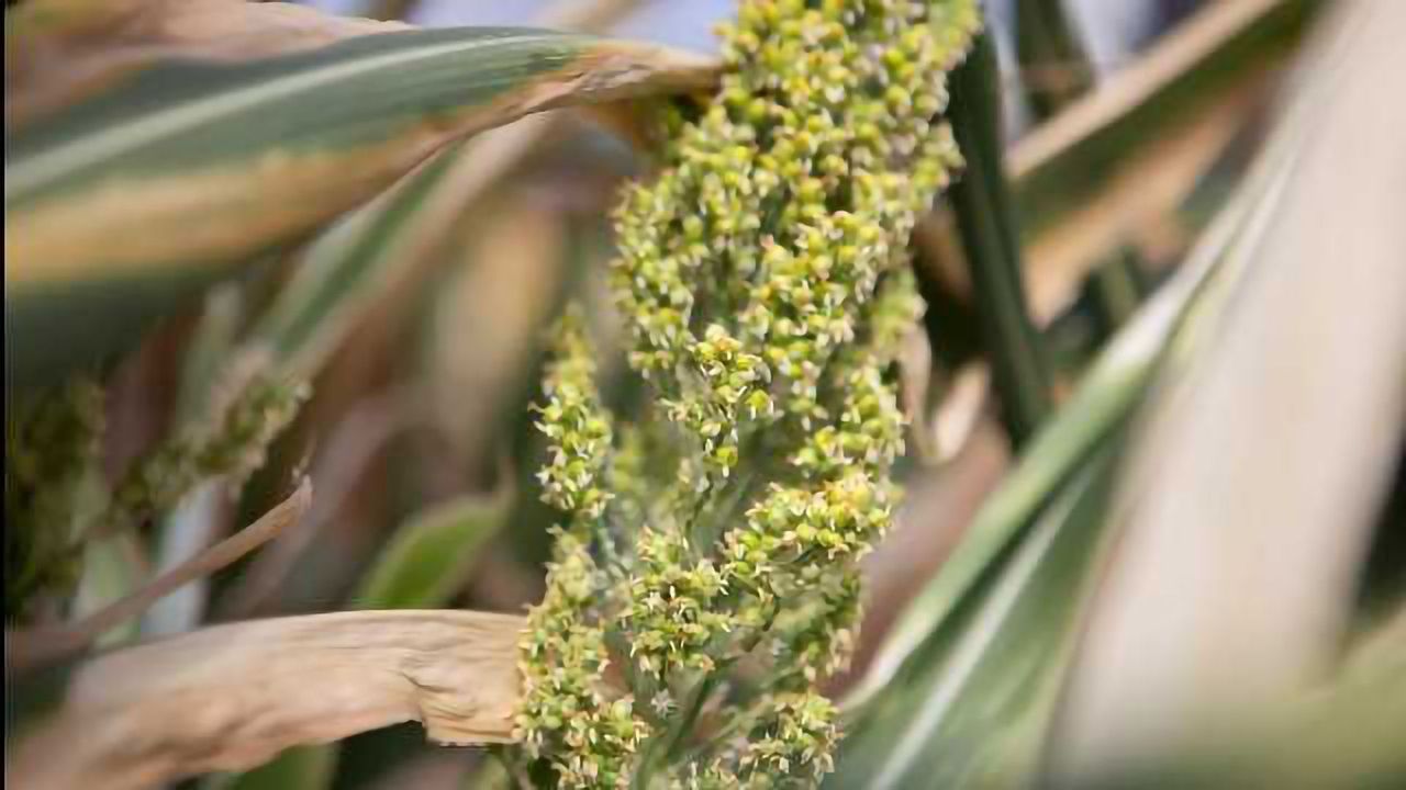 HudsonAlpha to Expand Sorghum Research Program