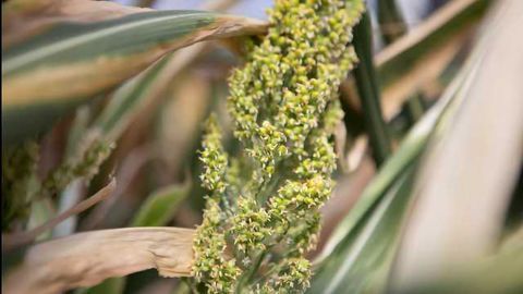 HudsonAlpha to Expand Sorghum Research Program