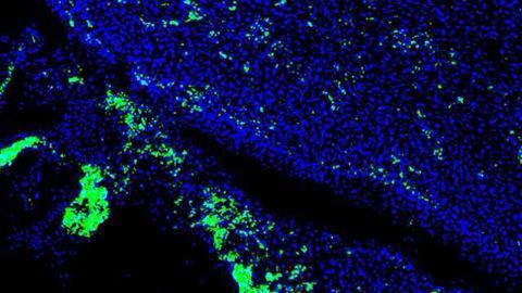 The Promise of Chimeric Organisms