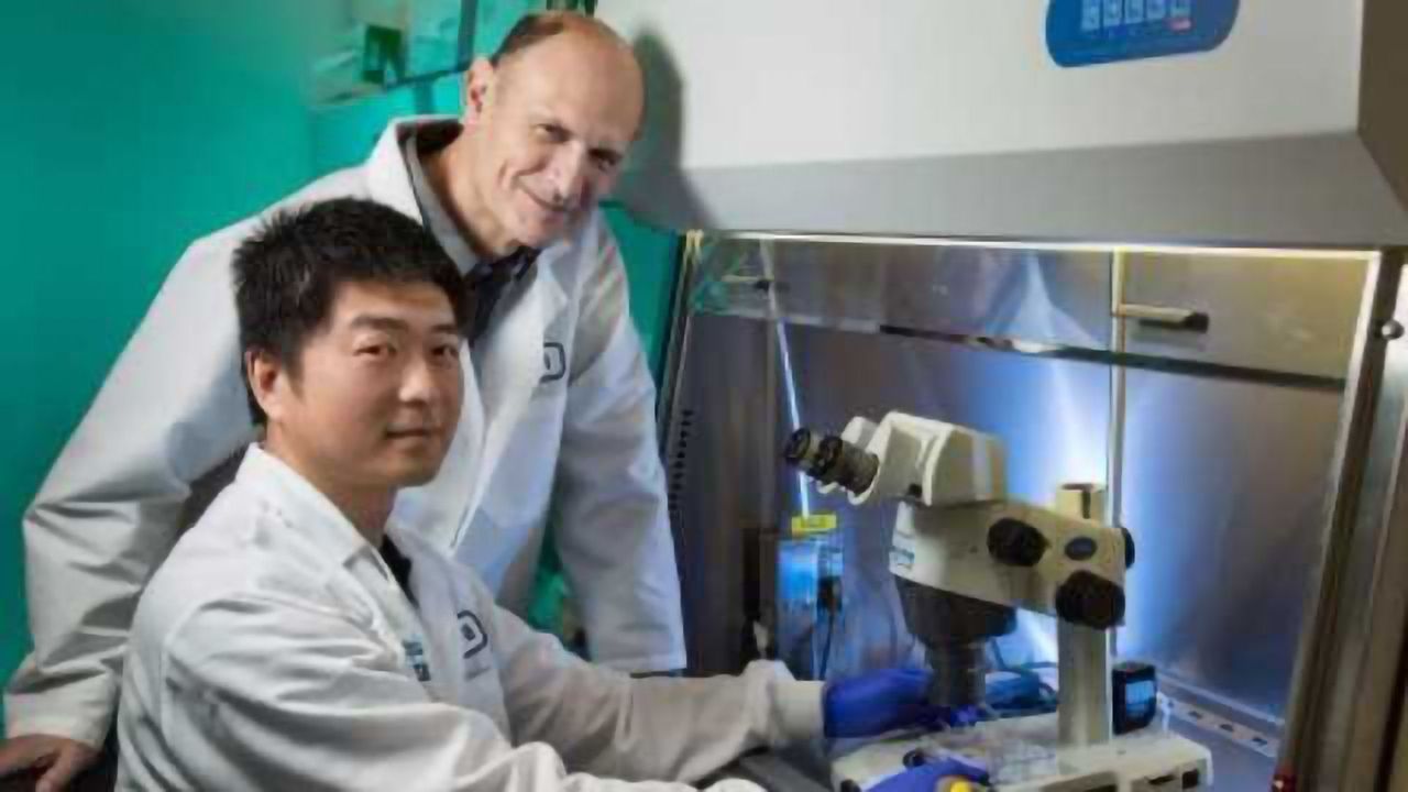 The Promise of Chimeric Organisms