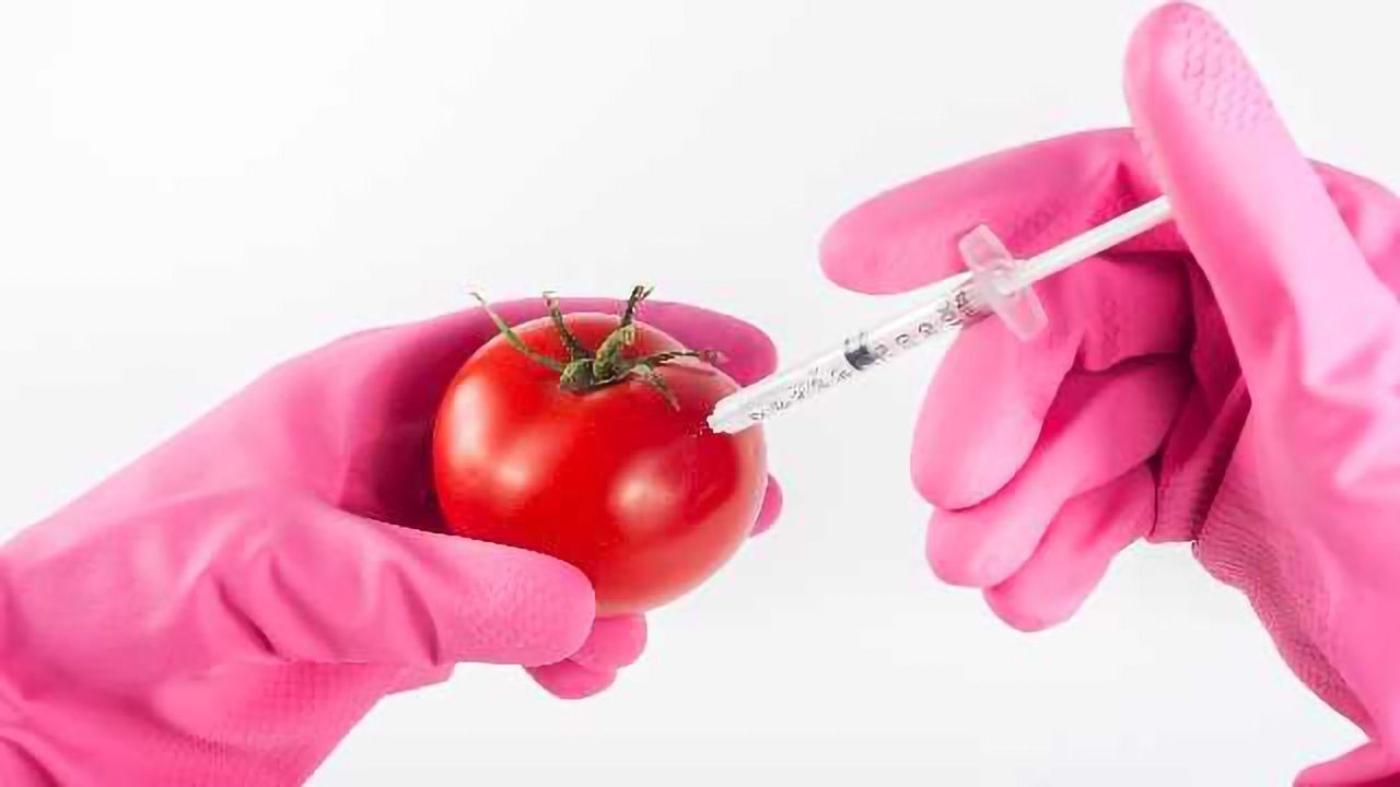 Rothamsted Research Granted Permission by Defra for Trials with GM Plants