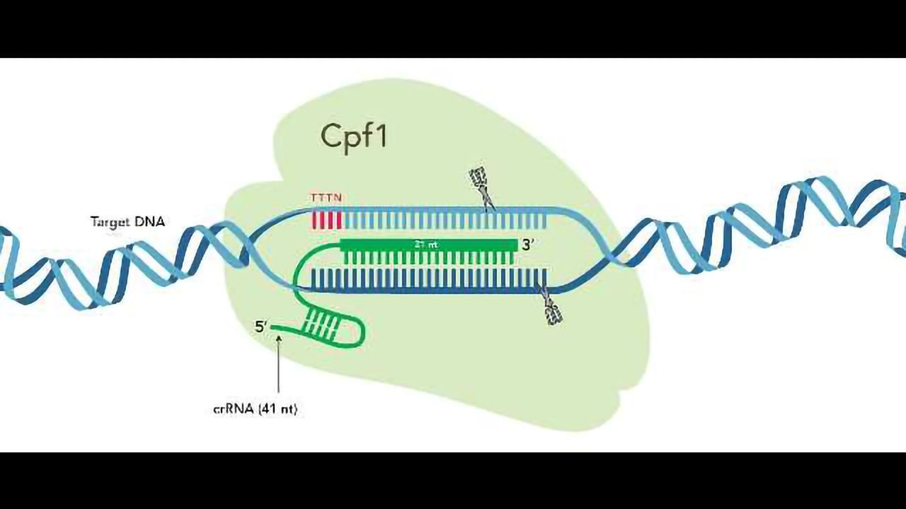 IDT First to Market With Complete Cpf1-based CRISPR Genome Editing System