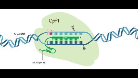 IDT First to Market With Complete Cpf1-based CRISPR Genome Editing System